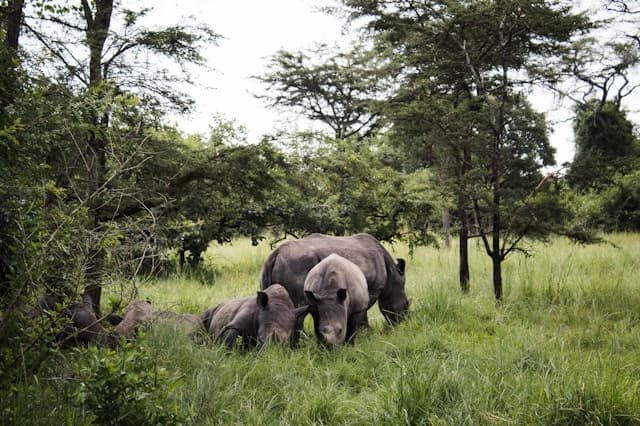 eSIM Uganda — mobil adatcsomag Ugandába